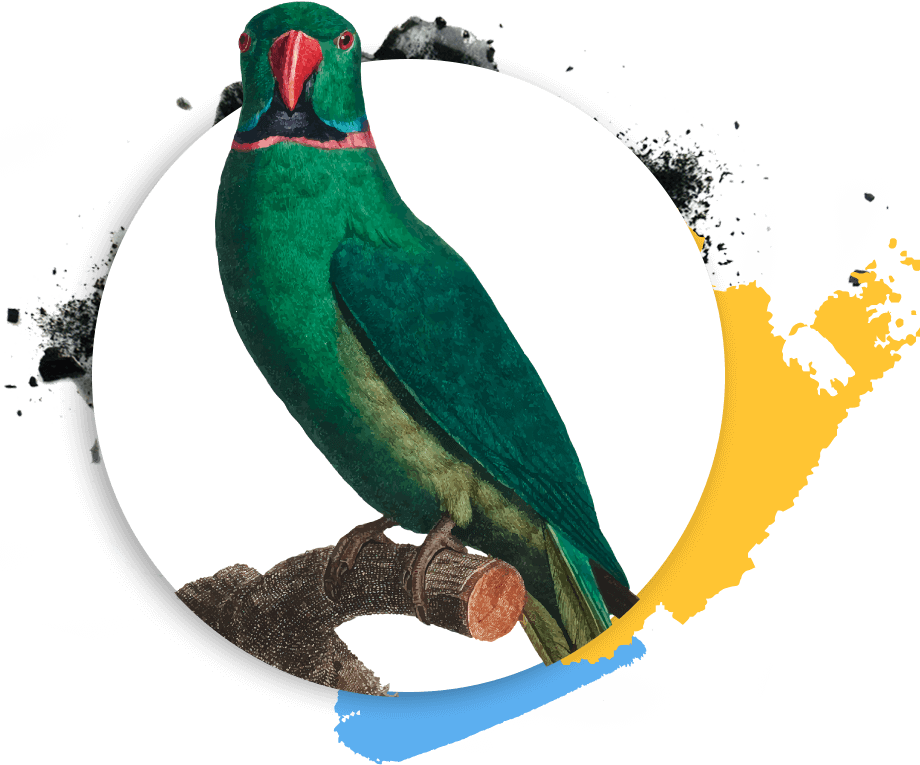 https://stage.vijayfineartsacademy.in/wp-content/uploads/2019/03/Psittaciformes.png